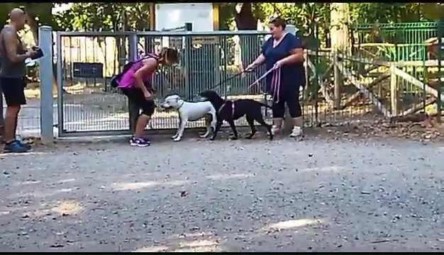 Weiss, el pitbull sordo encontrado en Livorno, el emotivo encuentro con sus dueños