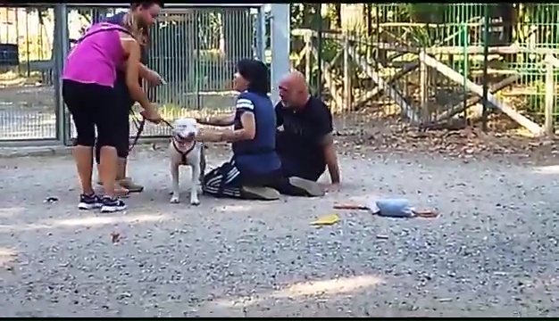 Weiss, der gehörlose Pitbull, wurde in Livorno gefunden, das rührende Treffen mit seinen Besitzern