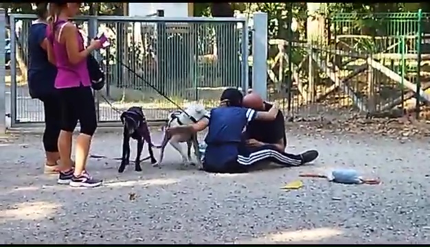 Weiss, el pitbull sordo encontrado en Livorno, el emotivo encuentro con sus dueños