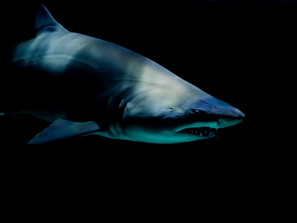 Tiburones drogados con cocaína, hay alarma: los narcotraficantes tienen la culpa