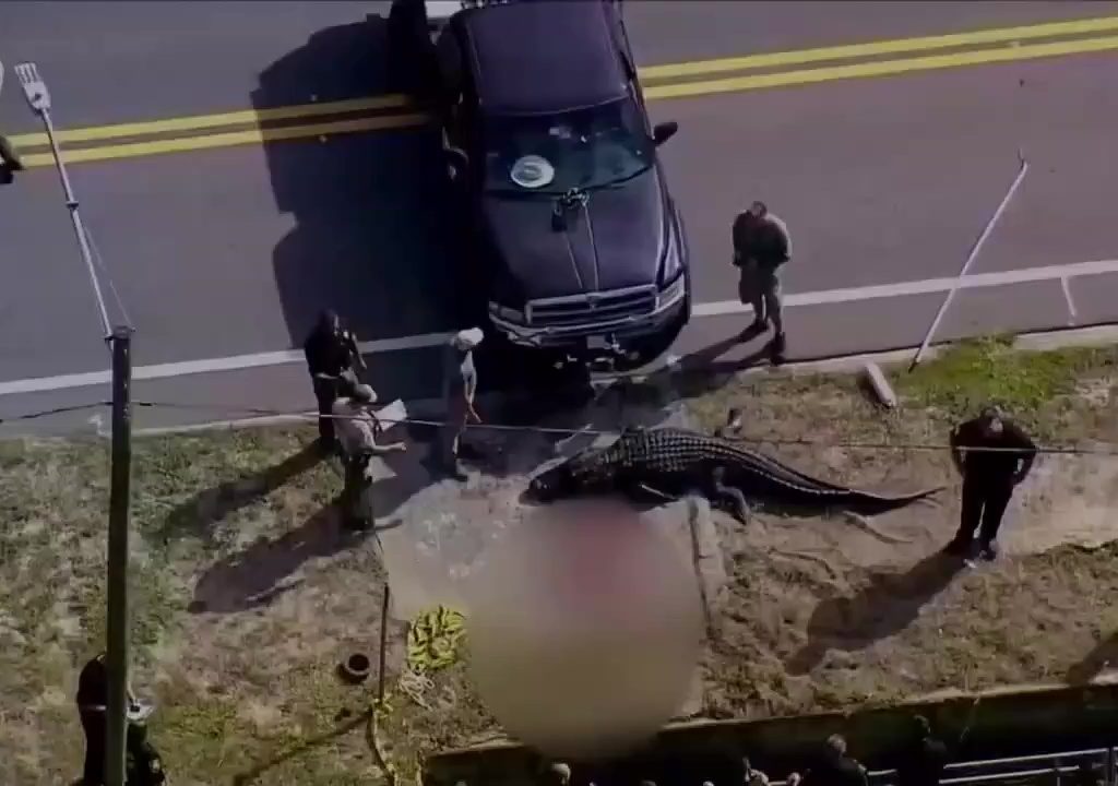 Alligator auf der Straße mit menschlichem Körper im Maul: Polizei erschießt ihn