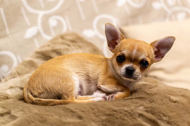 Chihuahua – Chihuahua sind tolle, verwöhnte kleine Hunde; Ihre kleinen Körper sind die perfekten Sofabegleiter. Obwohl sie intelligent sind und von allen Hunden das größte Gehirn (im Verhältnis zu ihrer Größe) haben, sind sie oft anfälliger für Trennungsangst. Für diese Welpen ist eine konsequente und frühzeitige Schulung darin, alleine zu Hause zu sein, von entscheidender Bedeutung. Tipp: Stellen Sie sicher, dass Ihr Welpe gut gefüttert ist, bevor er das Haus verlässt, um Ängste zu reduzieren. Du weißt, wie schrecklich dieses Gefühl ist. Ein niedriger Blutzuckerspiegel macht jeden mürrisch, also sorgen Sie dafür, dass Ihr Bauch voll ist!