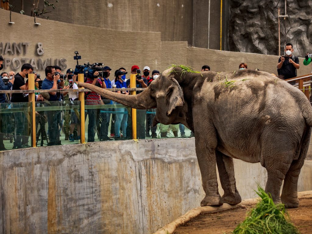 Morta l'elefantessa più triste del mondo: 43 anni da sola in uno zoo