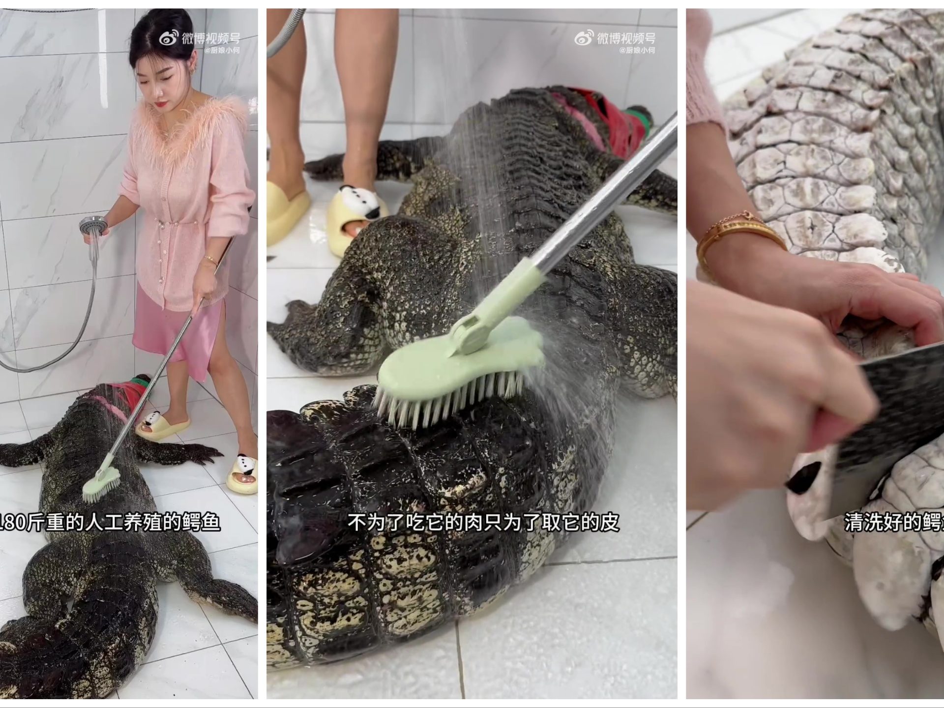90 kg Alligator in einem viralen Video schlachten und kochen: Food-Blogger vom Sturm erfasst