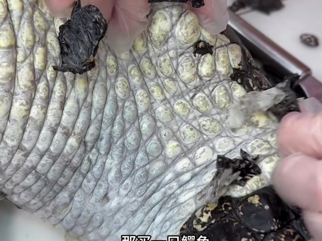90 kg Alligator in einem viralen Video schlachten und kochen: Food-Blogger vom Sturm erfasst