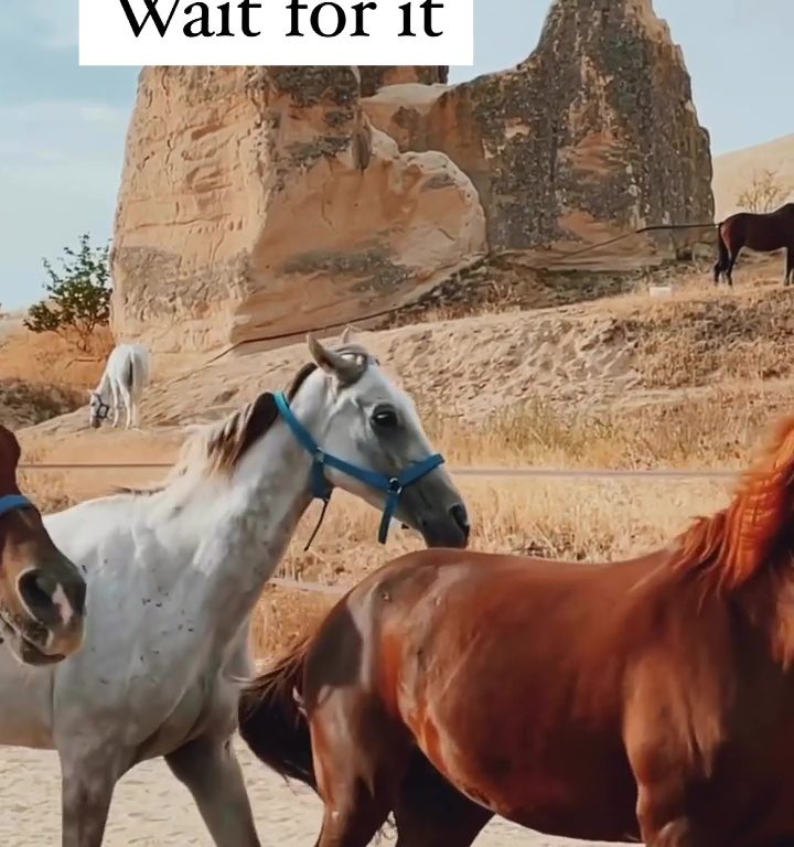 Der aufstrebende Influencer riskiert für ein virales Video sein Leben, wenn er von einer Pferdeherde überrannt wird