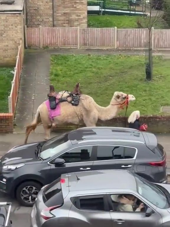 Donna porta a spasso un cammello: incredibile avvistamento in centro città