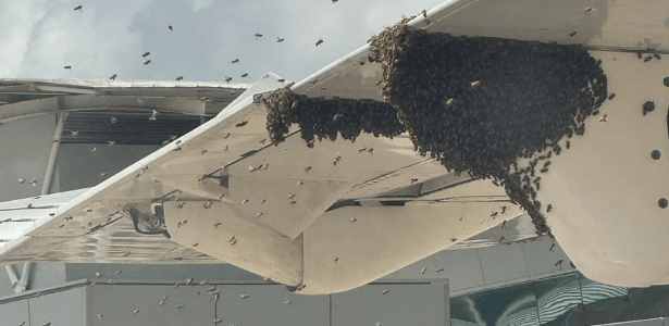 Sciame di api tiene in ostaggio un aereo: fermo un'ora in pista