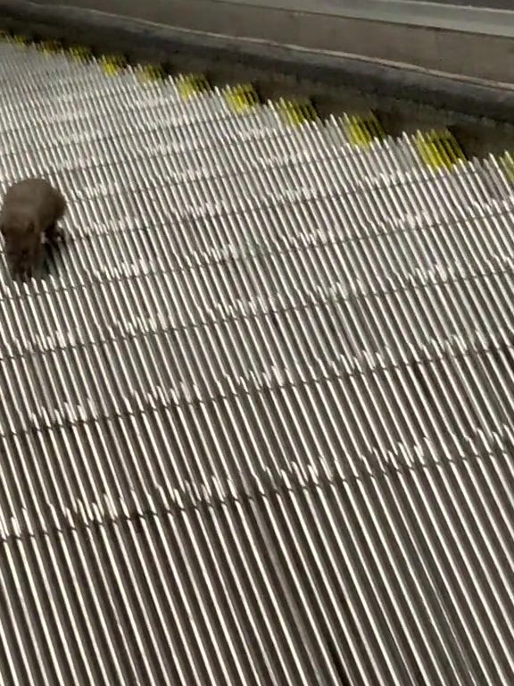 Un ratón estrella de Nueva York: en la escalera mecánica al infinito, vídeo viral
