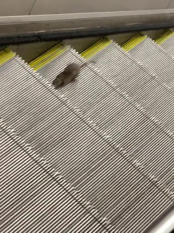 Un ratón estrella de Nueva York: en la escalera mecánica al infinito, vídeo viral
