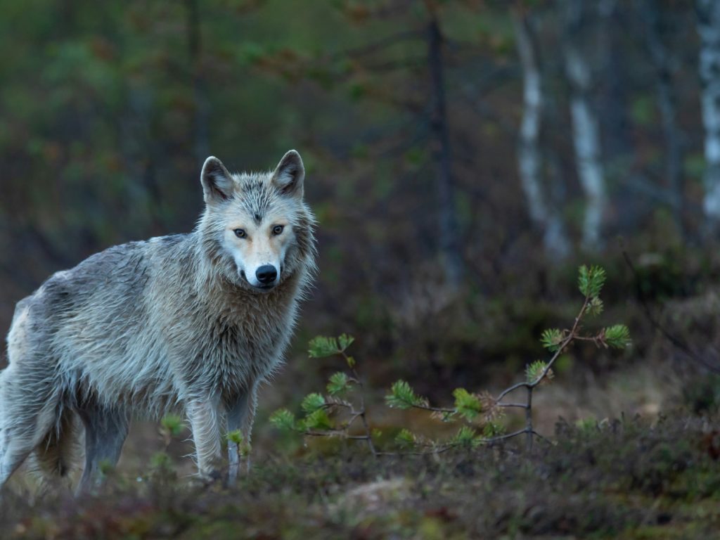 Un estudio revela que los lobos de Chernobyl mutados por la radiación resisten los tumores