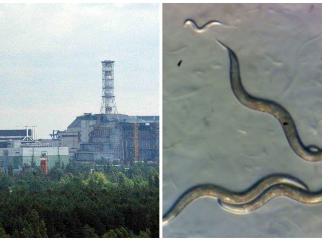 I vermi di Chernobyl hanno sviluppato un "superpotere" che servirà a battere il cancro