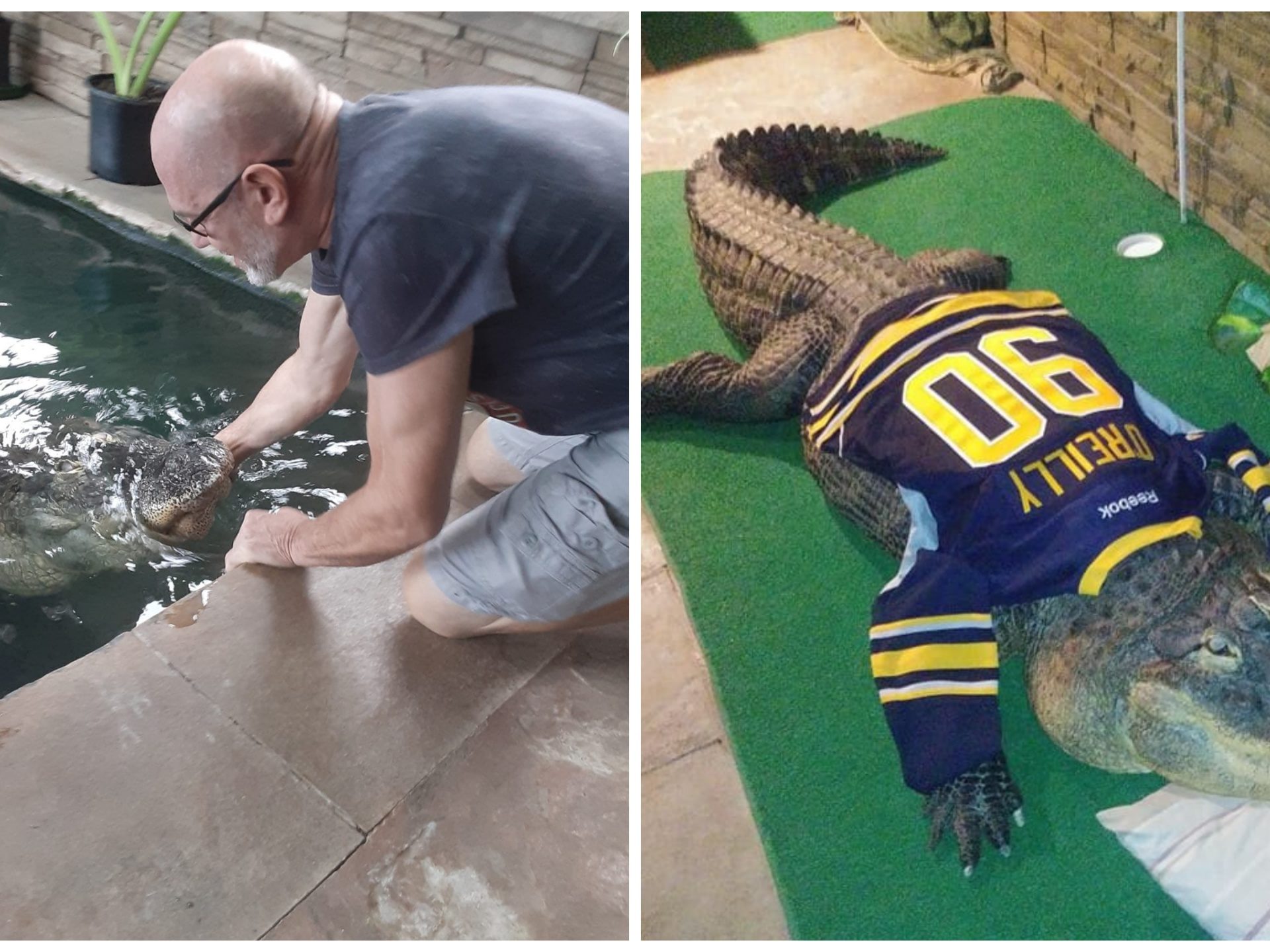 Alligator aus Haus beschlagnahmt, Besitzer protestiert: Es ist ein Haustier