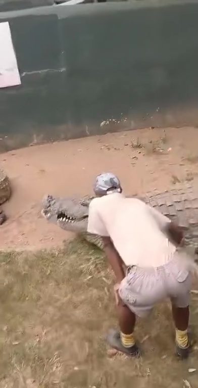 Krokodilzüchter in die Leiste gebissen: Fast entmannt, schockierendes Video