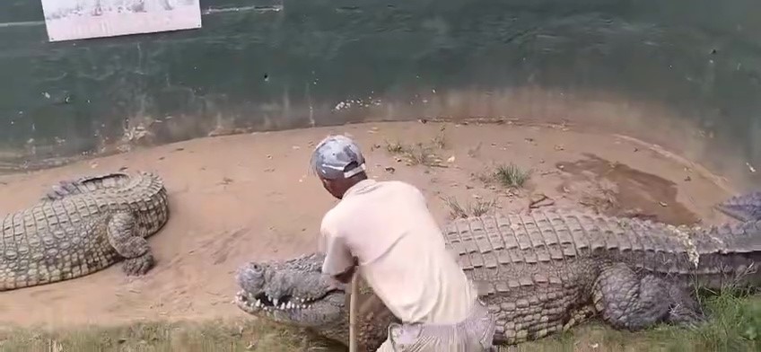 Criador de cocodrilos mordido en la ingle: casi castrado, video impactante
