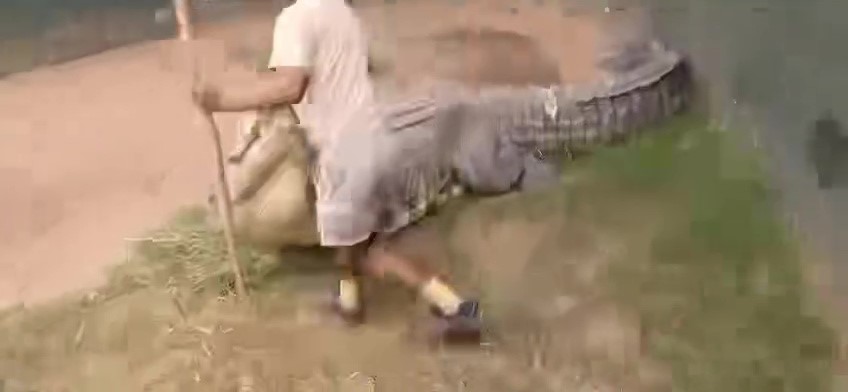 Krokodilzüchter in die Leiste gebissen: Fast entmannt, schockierendes Video