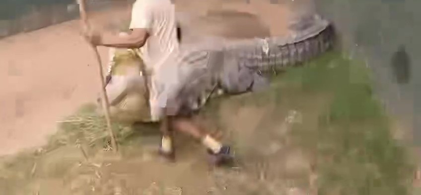 Allevatore coccodrilli azzannato all'inguine: quasi evirato, video shock