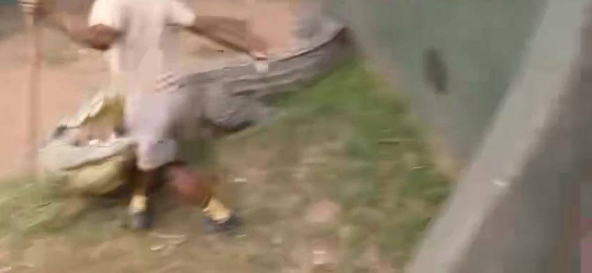 Criador de cocodrilos mordido en la ingle: casi castrado, video impactante
