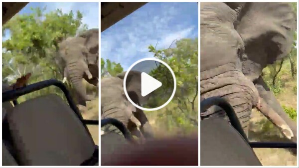 Un elefante atrapado en un safari se vuelve loco y ataca el coche de un hombre muerto