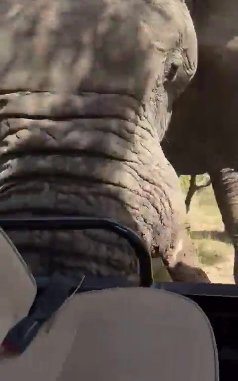 Un elefante atrapado en un safari se vuelve loco y ataca el coche de un hombre muerto