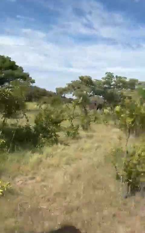 Auf Safari gefangener Elefant wird wütend und greift das Auto eines Toten an