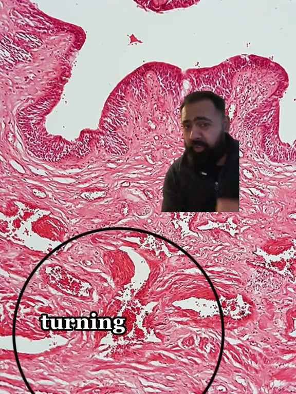 Un trozo de pene puesto bajo el microscopio: un vídeo científico causa sensación