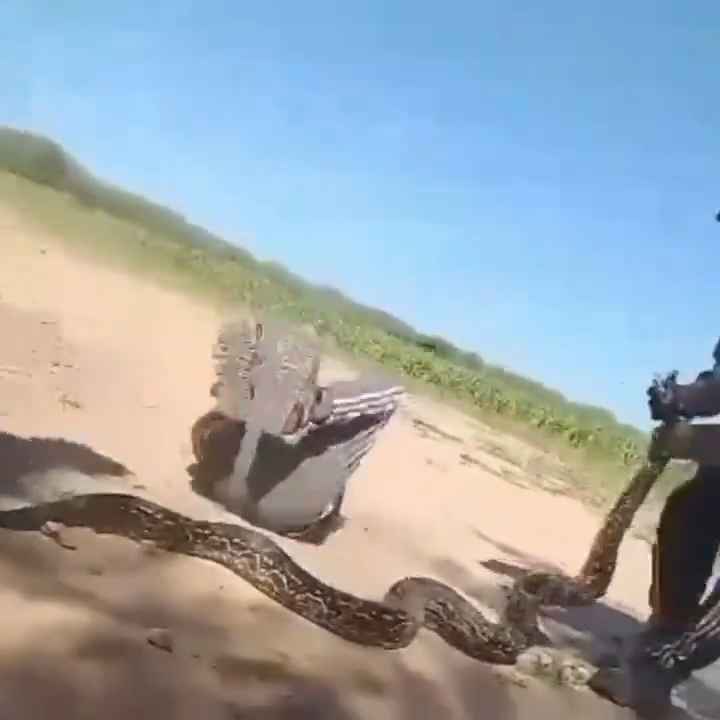 Usan una boa como cuerda para saltar Impactante video sobre la serpiente maltratada se hace viral
