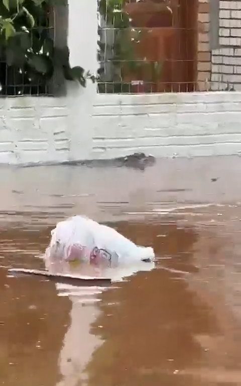 Überschwemmung in Porto Alegre, Alligator streift unter Wasser durch die Straßen