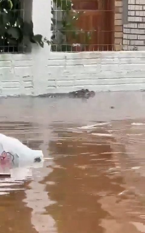 Inundación en Porto Alegre, caimán deambula por las calles sumergido en el agua
