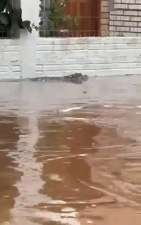 Inundación en Porto Alegre, caimán deambula por las calles sumergido en el agua