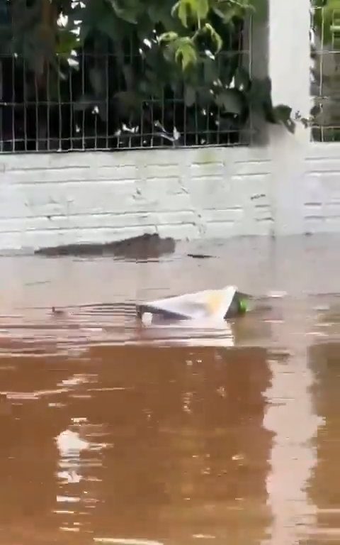 Überschwemmung in Porto Alegre, Alligator streift unter Wasser durch die Straßen