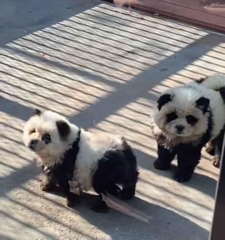 Als Pandas verkleidete Hunde in einem Zoo: Touristen empört