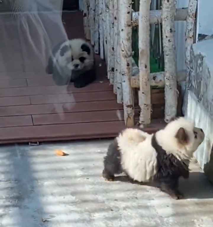 Perros disfrazados de pandas en un zoológico: turistas indignados