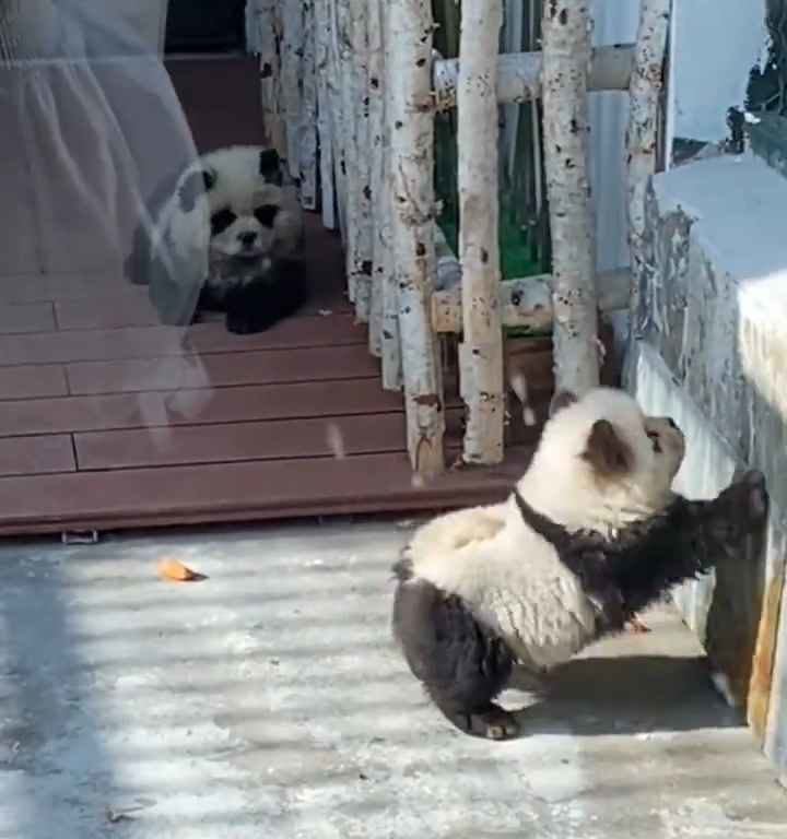 Perros disfrazados de pandas en un zoológico: turistas indignados
