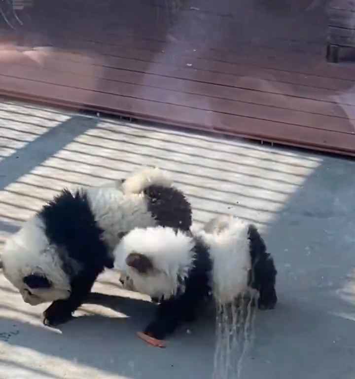 Als Pandas verkleidete Hunde in einem Zoo: Touristen empört