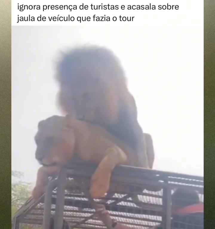 Leoni si accoppiano sul tetto di un'auto durante safari turisti in imbarazzo