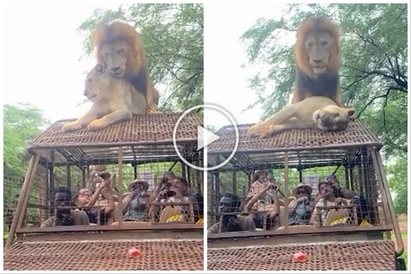 Löwen paaren sich während Safaris auf dem Dach eines Autos und bringen Touristen in Verlegenheit