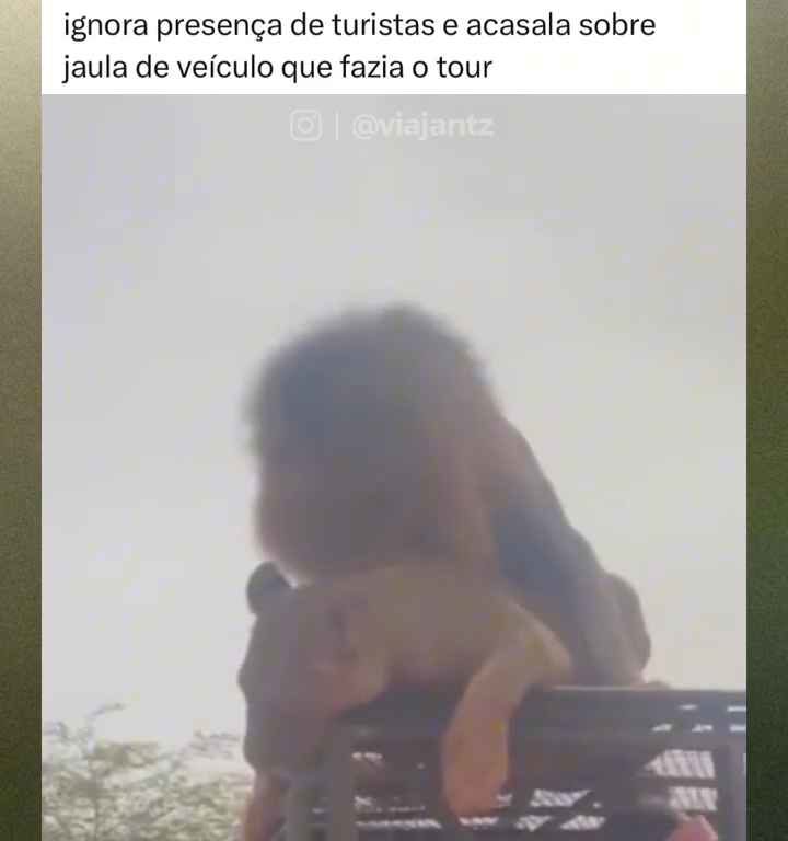 Leoni si accoppiano sul tetto di un'auto durante safari turisti in imbarazzo