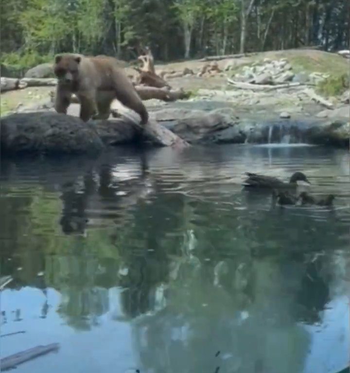 Orso allo zoo divora famiglia di anatroccoli davanti ai bimbi terrorizzati