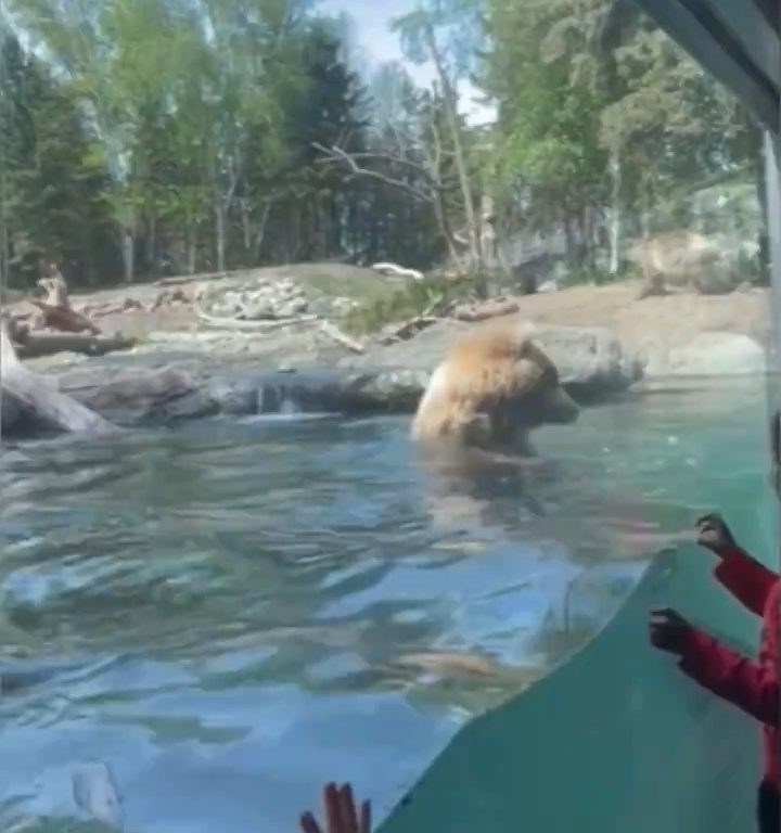 Orso allo zoo divora famiglia di anatroccoli davanti ai bimbi terrorizzati