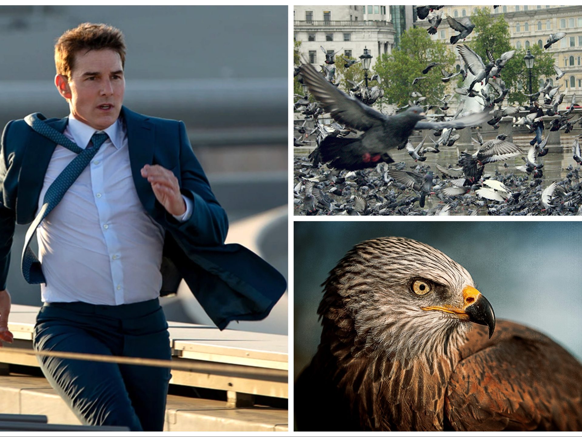 Tom Cruise desaloja palomas de Londres para rodar una película