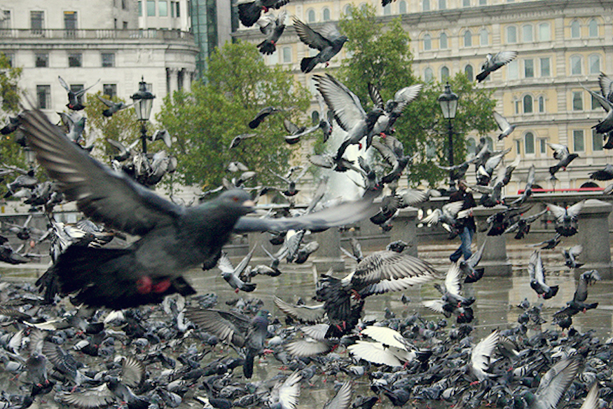 Tom Cruise desaloja palomas de Londres para rodar una película