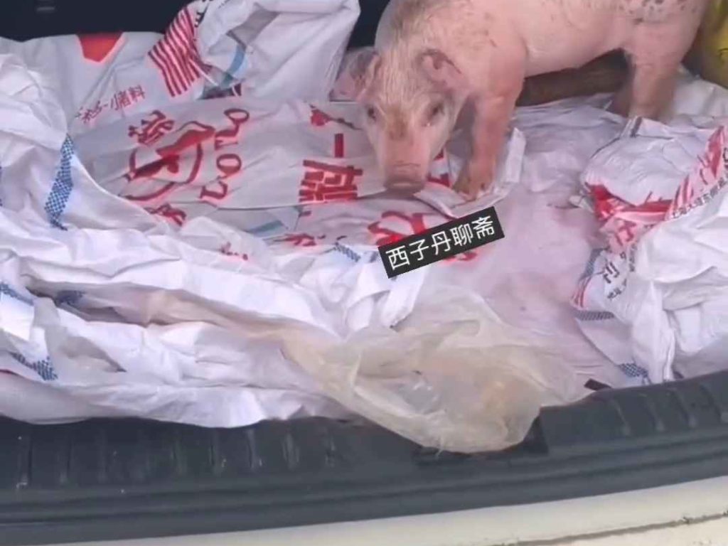 Zu heiß im Auto, Schwein erleidet Herzinfarkt, Besitzer versucht Herzmassage