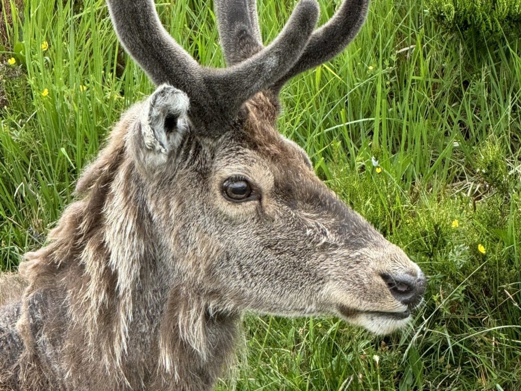Parkmaskottchen-Hirsch von Touristen-Croissants getötet: faule Zähne, konnte nicht essen