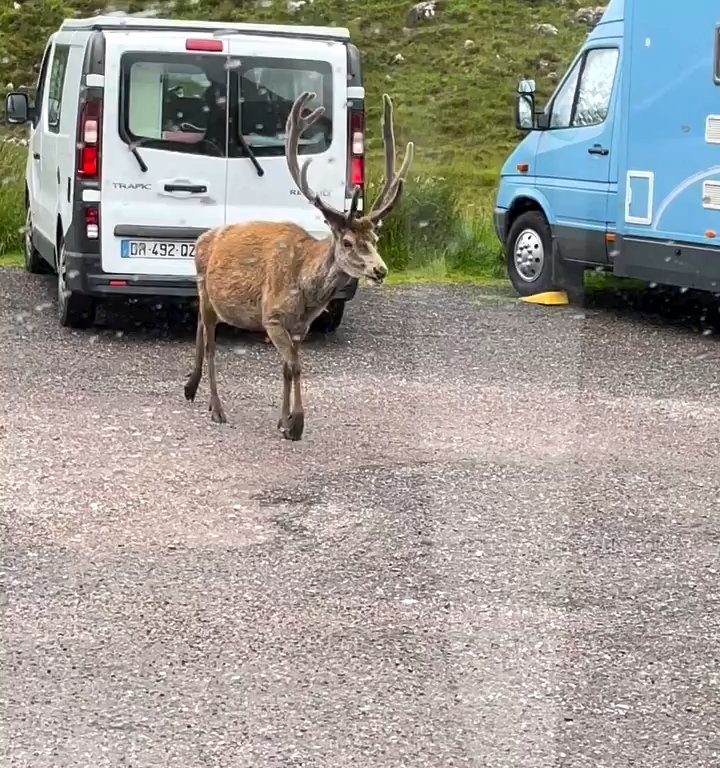 El ciervo mascota del parque fue asesinado por los croissants de los turistas: dientes podridos, no podía comer