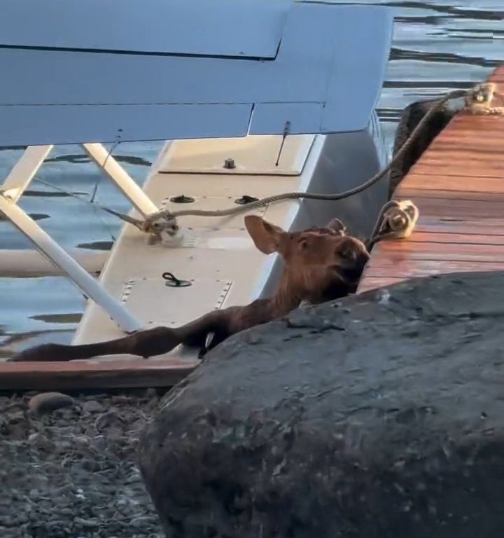 Cucciolo di alce rischia di affogare, l'emozionante salvataggio in un video