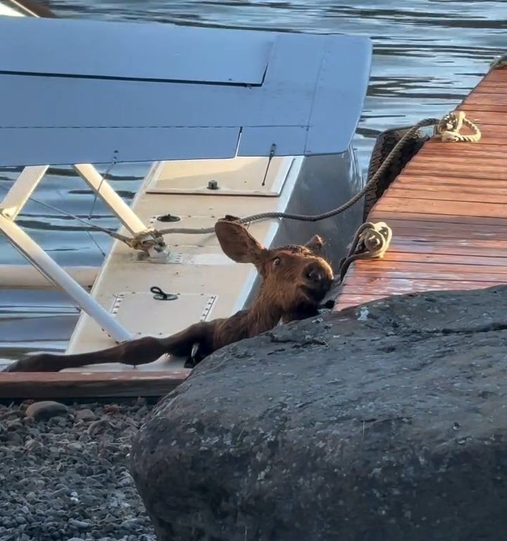 Cucciolo di alce rischia di affogare, l'emozionante salvataggio in un video