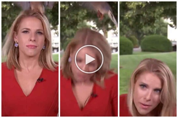 Journalist bekommt vor dem Weißen Haus im Live-Fernsehen einen Schwanz ins Gesicht