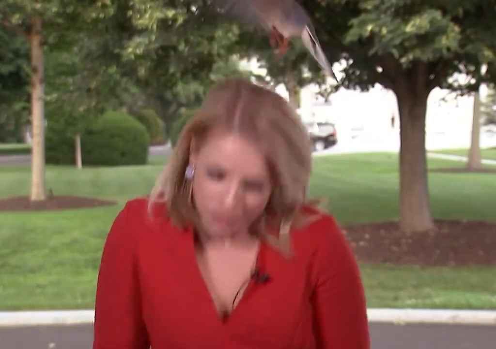 Periodista recibe una polla en la cara frente a la Casa Blanca en TV en vivo