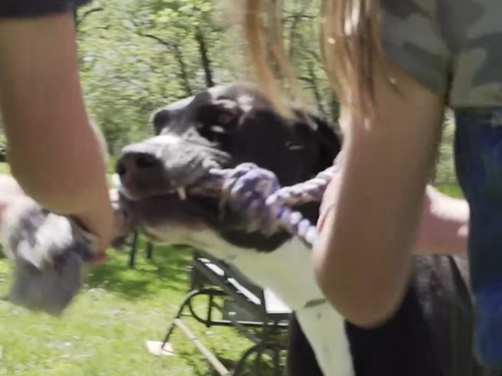 Kevin, die größte Deutsche Dogge der Welt, gekrönt vom Welt-Guinness, ist erst vor drei Monaten gestorben
